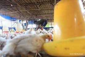 Harga ayam broiler hari ini. Harga Ayam Broiler Mulai Menanjak Tapi Peternak Masih Tuntut Ini