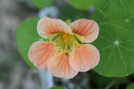Got nasturtiums growing in your garden? Delightful Winter Gardening Tips 16 Southern California Flowers Blooming Anomaly