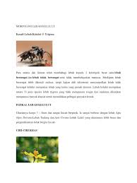 • terdapat 172 vitamin dan 20 kali ganda lebih baik daripada madu lebah. Kenali Lebah Kelulut