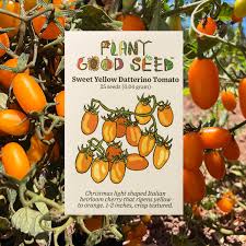 Image result for tomato Datterino