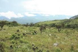 Image result for Anthospermum whyteanum