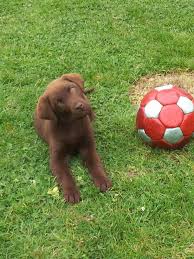 Django 3 Mois Chien