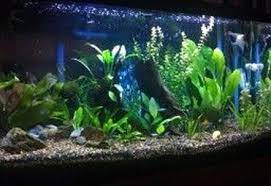 Planted Tanks Page 4 Ratemyfishtank Com Cool Fish Tanks Fish Tank Design Fish Tank