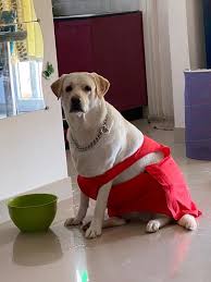 The american kennel club's puppy finder is a good place to start searching for What Is The Cost Of A Labrador In Hyderabad Quora