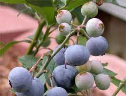 We did not find results for: Good Website For Houston Gardeners Tree Sale Fruit Trees Growing Gardens