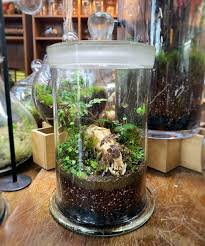Terrarium Person On Instagram Spooky Halloween Post This Post Is An Update On My Experimental Fox Skull Terrarium Terrarium Halloween Post Mini Garden