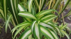 Image result for Chlorophytum