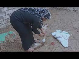 Maybe you would like to learn more about one of these? Ø¨Ù†Ø§Øª Ù…ØµØ±ÙŠØ© ØªØ°Ø¨Ø­ ØªØ­Øª Ø£Ù‚Ø¯Ø§Ù…Ù‡Ø§ Mp4 3gp Flv Mp3 Video Indir