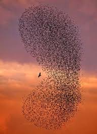 It Has Nothing To Do With Effort Just Turn Away Look Between The Thoughts Rather Than At The Thoughts When You Happen Flock Of Birds Birds Beautiful Birds