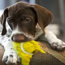 Wobble bowl interactive treat puzzle Are Tennis Balls Safe For Dogs