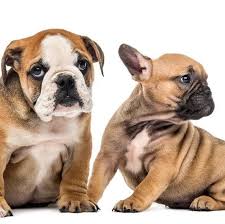 One fawn female is available. 7 French Bulldog Facts That Might Surprise And Astound You Ethical Frenchie