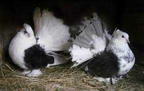 Sana Pets Fantail