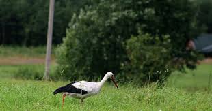 Birds That Start With Q Http Www Veeseire Ee Search Q Eesti Nature Animals Birds