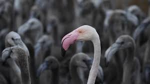 Flamingo shop offers high quality, trendy fashion at affordable prices. Frankreich Mehr Als 12 000 Flamingo Kuken In Der Camargue Geschlupft Der Spiegel
