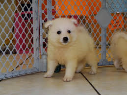 5 carmichael golden retriever lab mix. Golden Retriever Puppies For Sale California Craigslist Petsidi