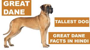 Great Dane Dog Facts In Hindi Dog Facts Popular Dogs The Ultimate Channel