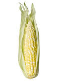 Do you husk or shuck corn?