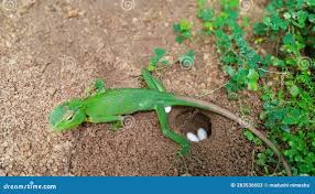 How Monitor Lizard Breeding And Laying Eggs - Youtube