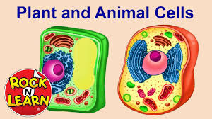 Lysosome plant or animal cell. Plant And Animal Cells For Kids Youtube