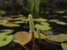 Image result for Potamogeton