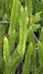 Image result for Lycopodium