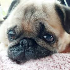 Pin On Pug Crazy