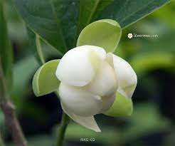 ไม ดอกหอม com ขายต นไม ไม ดอกไม ประด บ ไม หอม ไม ป าไทย หายาก ราคา ดอกไม ส ขาว ดอกไม สวย ดอกไม