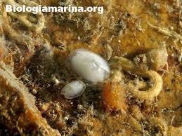 Image result for Galeomma