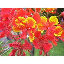 Image result for Caesalpinia rubra