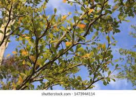 Image result for Terminalia neotaliala