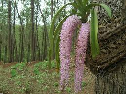 Rhynchostylis retusa - Foxtail Orchid
