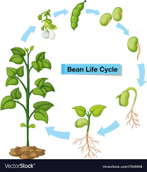 Life Cycle Of The Bean Plant Vector Images 44