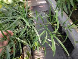 Image result for Asparagus falcatus