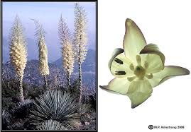Botanical Record Breakers Part 2 Of 2