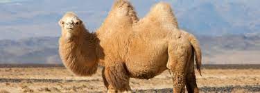 Humpback camel illustrations & vectors. Bactrian Camels On The Brink Financial Tribune