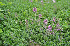 Quendel Wilder Thymian Kostbare Natur In 2020 Wilder Thymian Naturkrauter Pflanzen