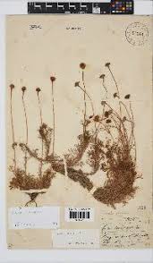 Image result for Sphaeranthus peduncularis