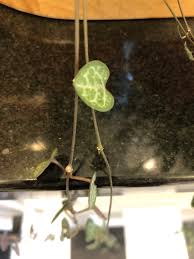 Image result for Ceropegia simplex
