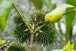 Image result for Allamanda schottii