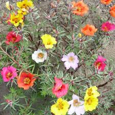 Seeds Of Portulaca Grandiflora Single Mixed Rose Moss T O G