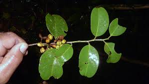 Image result for Celastraceae