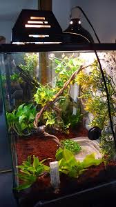 It prefers cool damp places and, particularly in more arid areas, will often use human habitation for shelter. Whites Tree Frog Terrarium Build Frog Terrarium Tree Frog Terrarium Whites Tree Frog