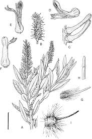 Image result for Faurea