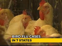 Srinivas kumar sharma bihar is lagging behind, says tejashwi yadav. Bird Flu Scare Latest News Photos Videos On Bird Flu Scare Ndtv Com