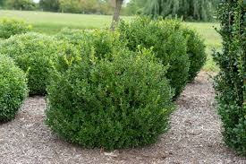 Image result for Buxus