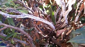 It has vibrant and glossy large leaves that. How Do You Treat Insect Diseases For Laurel Plants 303880 Ask Extension