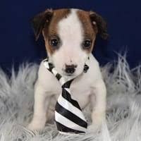 A bugg is a mixed breed that is popular with designer dog lovers. Female Bugg Puppy For Sale Sadie Puppies For Sale In Pa Md Dc Va Nj
