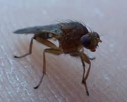 Suillia Variegata Petite Mouche Sur Vitre Le Monde Des Insectes