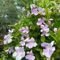 Image result for Bignonia callistegioides