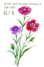 每日一花6 4 生日花 石 haru hello watercolor flowers flower art botanical prints